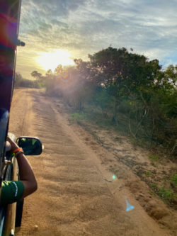 Morgenstimmung im Yala-Nationalpark.