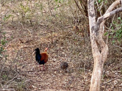 Das Ceylon-Huhn (bunt->männlich / grau->weiblich). Der Nationalvogel Sri Lankas.