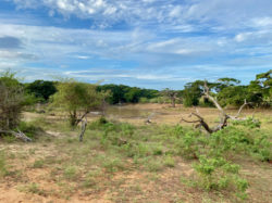 Typische Landschaft im Yala-Nationalpark.