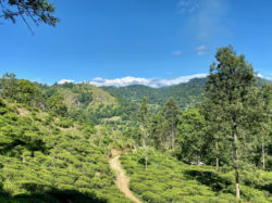 Weg auf den Little (small) Adam's Peak